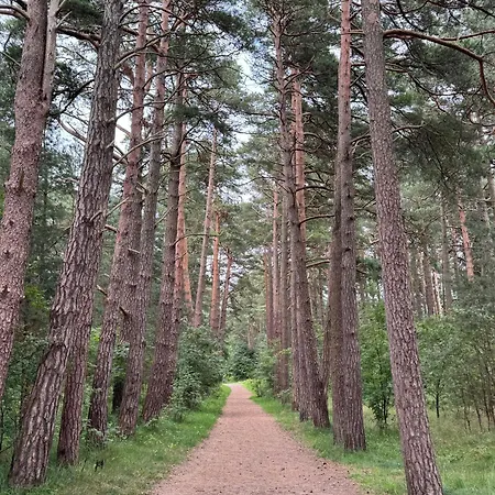 Sea & Pinewoods - Nemirseta * Palanga